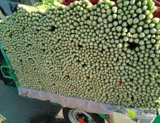 河北邯郸 蔬菜物流园大量供应芹菜。