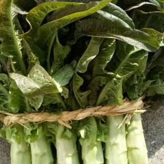 【尖叶莴苣】4～10月上市