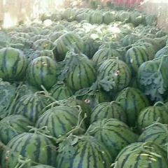 陕西大荔西瓜批发价格
