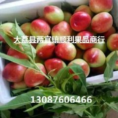陕西油桃价格，大棚油桃阳历4月初大量成熟