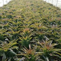 【福建飞桥紫叶香】4-10月上市