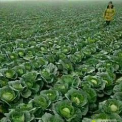 【中甘21】甘蓝每年4月上旬上市。