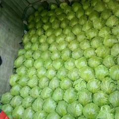 春玉甘蓝于4月上大量上市。