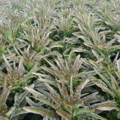 福建飞桥紫叶香莴笋4-10月上市