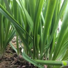 优质头刀韭菜直销