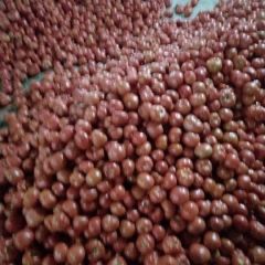 东昌府西红柿质量好 果型高圆，硬度好