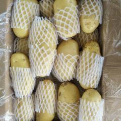 滕州荷兰十五土豆