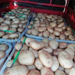 云南建水土豆，个大品质好