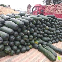 西乡塘坛洛镇地冬瓜上市了