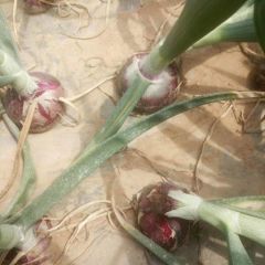 新野洋葱最近大量上市