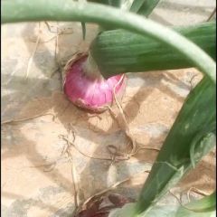 两三天内黄葱将大量上市