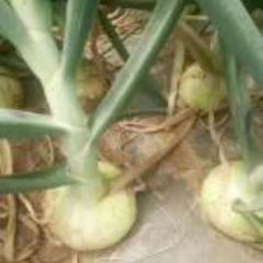 新野县黄葱红葱开始陆续上市