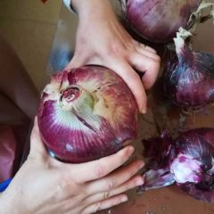 新野县紫皮洋葱大量上市