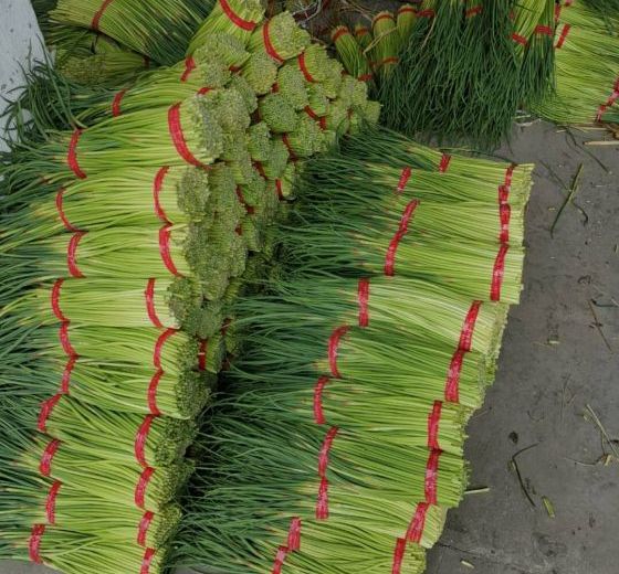 2020年江苏邳州蒜苔价格