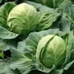 我市甘蓝，阳春大量上市，价廉品优