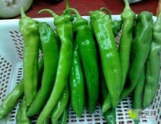 优质金牛角辣椒，农户种植，支持批发