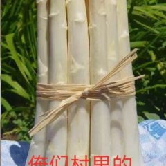 单县特产新鲜蔬菜 白芦笋 龙须菜 石刁柏