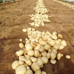 泗水县大棚土豆大量上市了