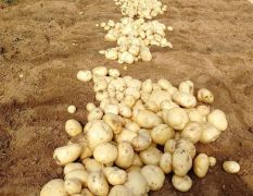泗水县大棚土豆大量上市了