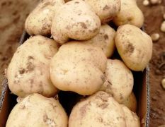 3000亩、中薯五号，荷兰十五土豆大量上市