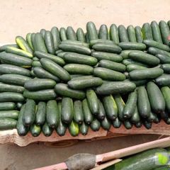 广西南宁市坛洛镇大量黑皮冬瓜上市