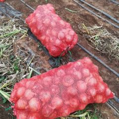 高桥镇黄皮洋葱，紫皮洋葱