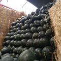 扶绥4月至6月上万亩的各品种坡地西瓜