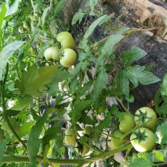 本地番茄上市了，今年菜农都选购了好的品种
