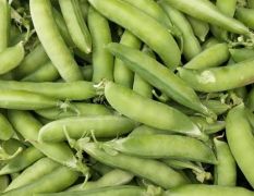 樊城本镇种植了大面积的豌豆，颗粒饱满