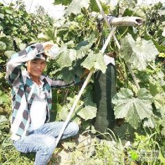 南宁冬瓜大量上市