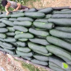 坛洛镇冬瓜大量上市了