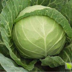现有大量圆白菜上市