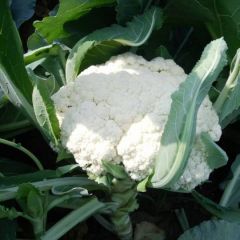 菜花大量上市 1-1.2斤有机菜花 1.4 蒜苔1.5 斤 各种蔬菜