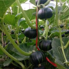 好南瓜就来找我