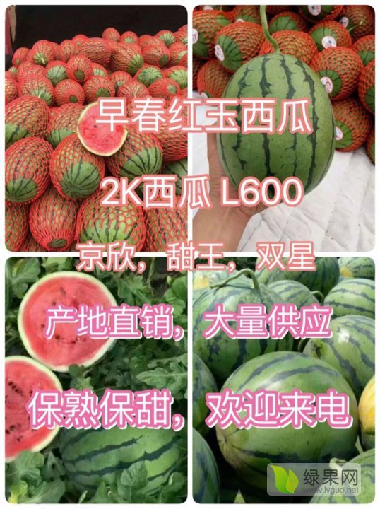 早春红玉价格