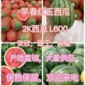 早春红玉，大量现货供应