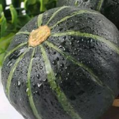 南瓜，冬瓜，荷兰土豆。