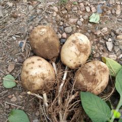 云梦土豆欢迎各地新老客户来此实地考察合作共赢