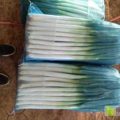 铁竿大葱，货源充足，保证质量！