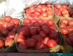 西红柿大量上市价格便宜了