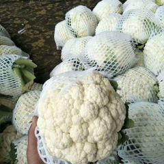 现在甘蓝大量上市