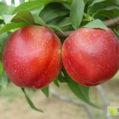 大量供应中油13号超大果油桃脆甜香耐运输6月成熟