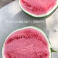 河南省周口市沈丘县  8424西瓜
