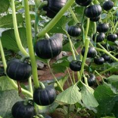 南瓜庄园无壳有机南瓜子 好南瓜就来找我