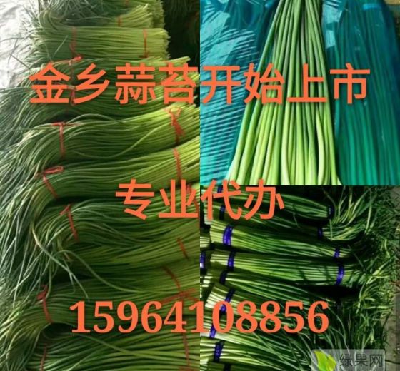 2019年山东金乡蒜薹价格