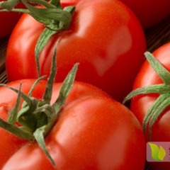 绿色A无公害番茄