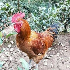 8个月以上林下跑山鸡