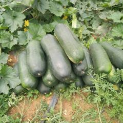 有东瓜的农户请注意了!求购30000斤