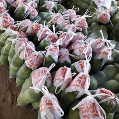 山东聊城莘县董杜庄镇山王庄村冬瓜大量上市电话13287566876山