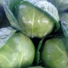 精品甘蓝大量上市2～3重